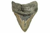 Serrated, Fossil Megalodon Tooth - North Carolina #294539-1